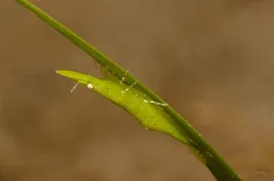 SALE - 119 Bignose Seagrass Shrimp (12x18 Size)